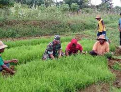 Babinsa Desa Pakondang Koramil 0827/13 Rubaru Membantu Petani Mencabut Bibit Padi