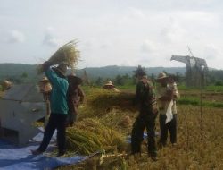 Babinsa  Ramil 0827/11 Pasongsongan Adakan Panen Padi bersama petani