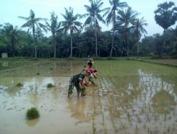 Tingkatkan Hasil Panen, Babinsa Ramil 0827/16 Gapura Membantu Tanam Padi Di Desa Binaan