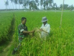 Babinsa dan PPL Dampingi Petani Pengecekan Hama