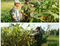 Babinsa dan Petani Bersinergi Merawat Tanaman Jagung, Demi Suksesnya Swasembada Pangan