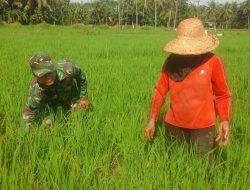 Bersihkan Rumput, Babinsa Daramista Ikut Turun Kesawah Bantu