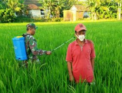 Babinsa Sumber Nangka Pulau Kangean bersama Petani Adakan Pengendalian Hama Terpadu