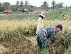 Cara Babinsa Pragaan Menjalin Keakraban Dengan Masyarakat Bantu Panen Padi