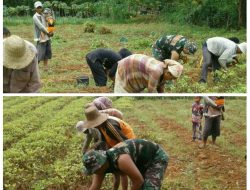 Babinsa Karangnangka Rubaru Bersama Petani Panen Kacang Tanah‎