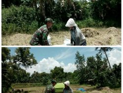 Puasa, Bukan Suatu Halangan Bagi Babinsa Untuk Dampingi Petani Di Sawah