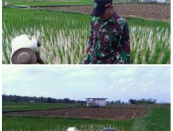 Babinsa Gersik Putih Koramil Gapura Bantu Petani Tingkatkan Hasil Panen