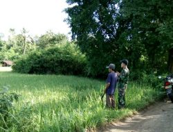 Babinsa Angon-Angon Bersama Petani Lakukan Cek Perkembangan Tanaman Padi  ‎