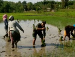 Mensukseskan Swasembada Pangan Babinsa Pancor – Pulau Sapudi Bantu Tanam Padi Desa Binaan.