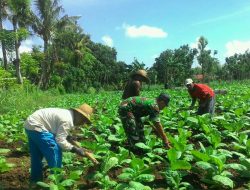 Babinsa Kebun Dadap Barat, Koramil 0827/06 Saronggi, Bantu Petani Bersihkan Rumput Di Lahan Tembakau‎