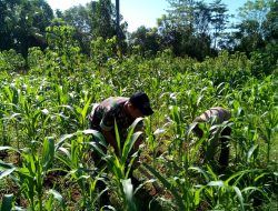 Babinsa Padangdangan, Koramil 0827/11 Pasongsongan Melalui Babinsa Lakukan Pendampingan  Petani Jagung