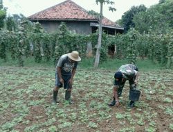 Babinsa Beluk Kenek Koramil Ambunten Bantu Petani Rawat Tanaman Kacang
