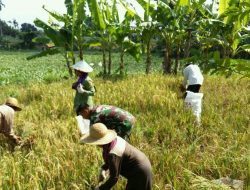 Babinsa Sema’an Koramil 0827/12 Dasuk Bantu Petani Panen Padi 