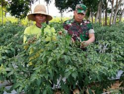 Dalam Perawatan Cabe, Babinsa Prenduan Lakukan Pendampingan Petani
