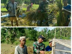 Hebat !!!, Babinsa Pancor Kepulauan Sapudi Terus Beri Pendampingan pada Petani 