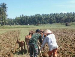 Babinsa Koramil 0827/14 Batang-Batang Bantu Petani Siapkan Lahan Tanaman Jagung