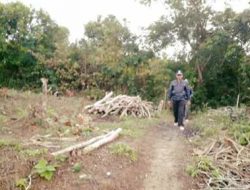 Polsek Arjasa Ngaku Takut Tetapkan Tersangka, Terkait Pengrusakan Kawasan Hutan Kangean