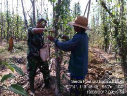 Babinsa Koramil 0827/04 Bluto, Gelar Komsos Bantu Petani Panen Cabe Jamu
