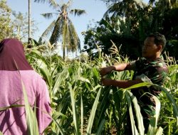 Babinsa Nambakor Koramil 0827/06 Saronggi Dampingi Petani Jagung
