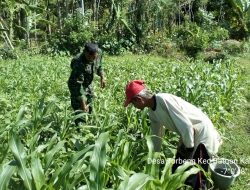 Beginilah Kedekatan Babinsa Torbeng Koramil 0827/01 Kota Pos Batuan Dengan Warga Diwilayah Tugasnya