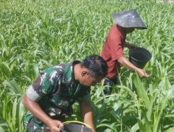 Babinsa Nyapar Koramil 0827/12 Dasuk Bantu Petani Merawat Tanaman Jagung