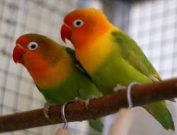 Burung Lovebird Pak Haji Hilang