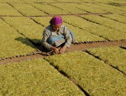 Gudang Tembakau Belum Menyatakan Dibuka, Harga Sudah Tembus 45 Ribu Perkelo
