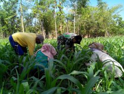 Babinsa Juruan Daya Ikut Berpartisipasi Membersihkan Ladang Jagung