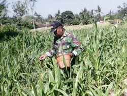 Sukseskan Ketahan Pangan, Babinsa Beringin – Dasuk Rawat Tanaman Jagung Dan Lakukan Pemupukan