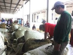 Target Gudang Garam Di Sumenep Butuh 3600 Ton
