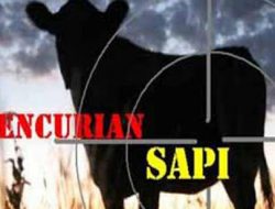 Maling Sapi Terjadi Lagi Di Wilayah Sumenep