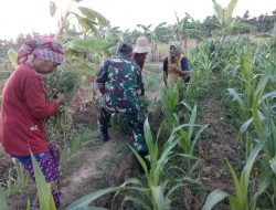 Bersama Petani Babinsa Kacongan Bersihkan Rumput di Sekitar Tanaman Jagung