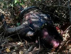 Heboh, Warga Kecamatan Saronggi Dengan Penemuan Mayat Perempuan Yang Sudah Gosong