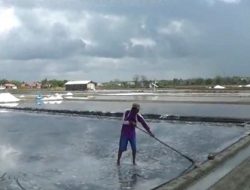 Produksi Garam Rakyat Di Sumenep Belum Mencapai Target