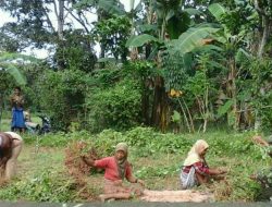 Anggota Koramil 0827, Serda Dominggus Babinsa Desa Bunbarat Bantu Warga Panen Kacang