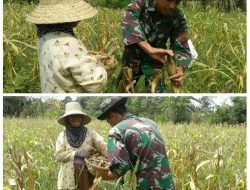 Sumringahnya, Petani Jagung Dibantu Babinsa Koramil 0827/01 Kota
