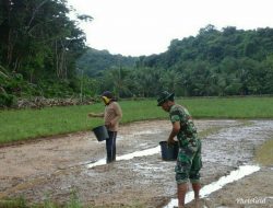 Tabur Benih Padi Ala Babinsa Kepulauan Kangean