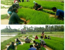 Perlu Di Acungi Jempol, Babinsa Dasuk Turun Ke Sawah