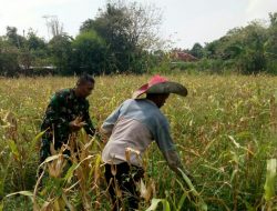 Babinsa Koramil 01/Kota, Memotivasi Petani Melalui Panen Jagung
