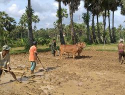 Babinsa 0827/13 Rubaru, Bantu Petani Bajak Sawah Menggunakan Alat Tradisional