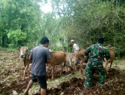 Babinsa 0827/23 Giligenting Bantu Warga Siapkan Lahan Tanam Jagung
