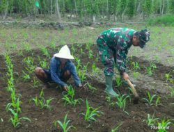 Demi Tercapainya Swasembada Pangan, Babinsa Bluto Bantu Petani