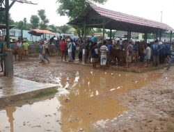 Pasar Sapi Kurang Diminati, Malah Disperindag Tetap Bangun Fasilitas