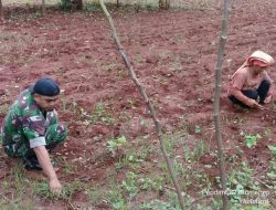 Wujudkan Swasembada Pangan Babinsa Saronggi Bantu Petani