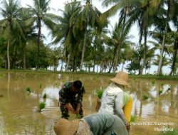 Demi Ketahanan Pangan Nasional, Babinsa Koramil 10/Ambunten Selalu Peran Aktif