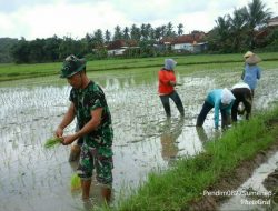 Sertu M. Tahir Koramil 0827/18 Kangean Bantu Petani Tanam Padi