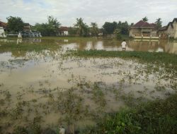 Lahan Sawah Di Tiga Desa Kecamatan Lenteng Disapu Banjir