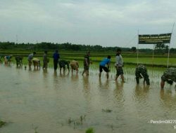 Bersinergi, Koramil 0827/Gapura dan Dinas Pertanian Gelar Tanam Padi Serentak