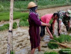 Kopka Sutrisno Babinsa 0827/13 Rubaru, Bantu Petani di Desa Banasare Kecamatan Rubaru