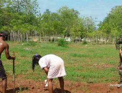 Beri Kontribusi Yang Terbaik Dan Maksimal, Babinsa Pasongsongan Bantu Petani Tanam Jagung